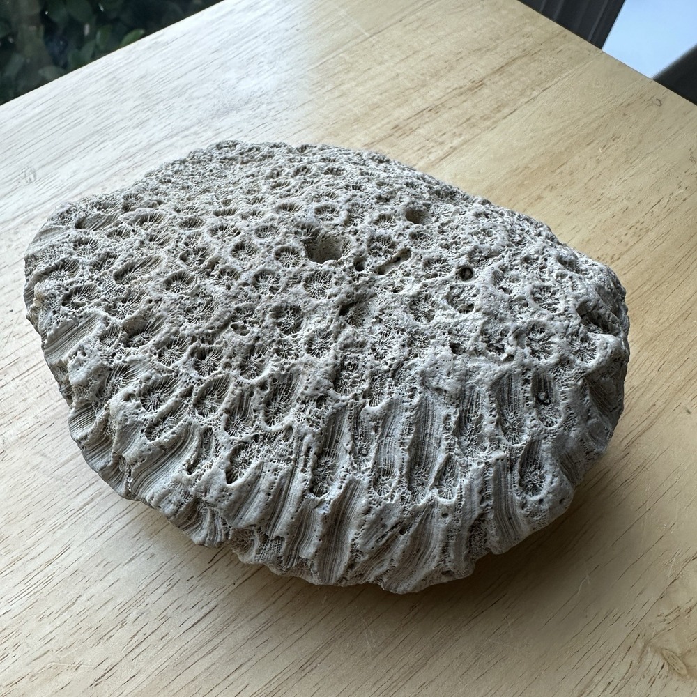 Fossil Coral Colony Specimen 5.5" Detailed Tarrant County Texas Creek Find 42 oz - Picture 8 of 11